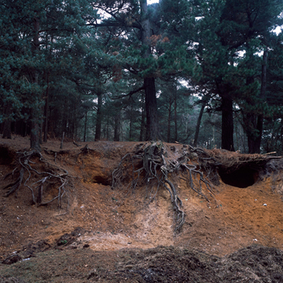 Part of the Common series