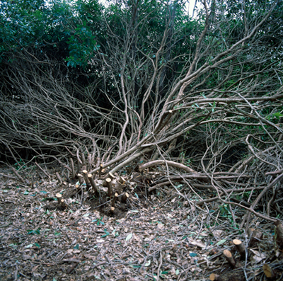 Part of the Common series