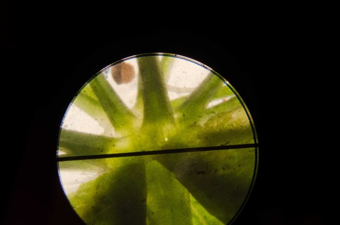 DSC_6835Residencylowres